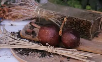 Whole Coffee Fruit Extract SEO
