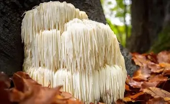 Lion's Mane Mushroom SEO